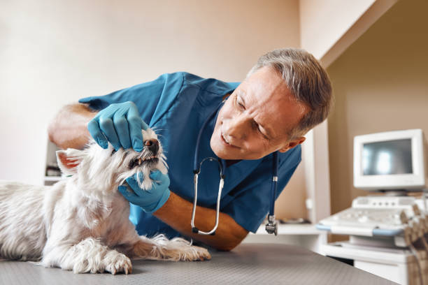 Best Emergency Treatment for Toothache in Barboursville, WV
